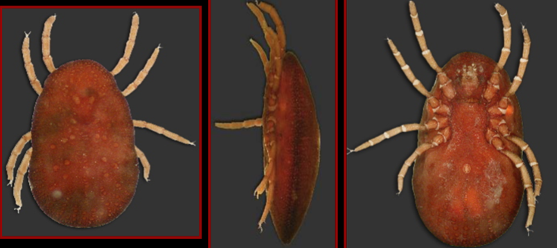 <p>What tick is this?</p>