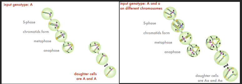 <p>INPUT = OUTPUT for haploids and diploids. What goes in is replicated, and each daughter cell gets one copy of the original genes (exception = mutations OR something went wrong during mitosis). How does this happen…</p>
