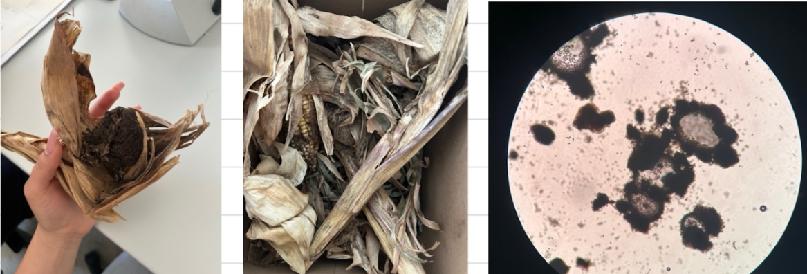 <p>Ustilago zeae (U. Maydis) - koruzna bulava snet (red Ustalaginales) </p>