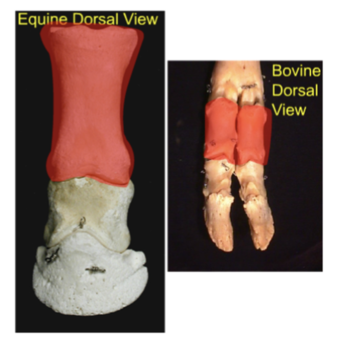 Also known as "Long Pastern Bone"