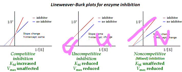 <p><u>Competitive inhibition</u></p><p>-inhibitor competes with substrate for the active site</p><p>-Km increased (enzyme has a lower affinity for the substrate), the slope is rise/run, Km/Vmax, a bigger numerator and a small denominator means a bigger #, so the slope has <strong>increased. </strong></p><p>-Vmax is unchanged</p><p></p>