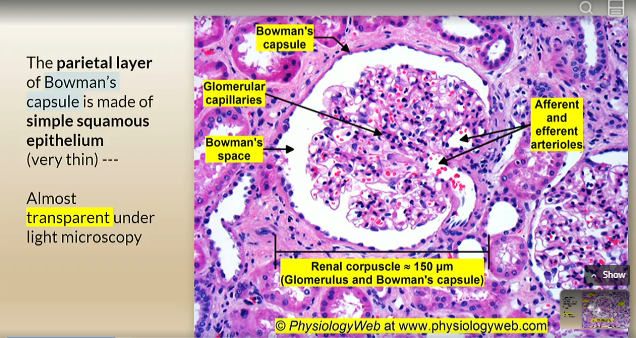 <p>simple squamous epithelium</p>