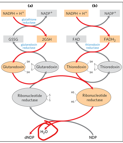 <ul><li><p>To synthesize DNA, the ribose sugar of nucleotides must be converted into <strong>deoxyribose</strong>. </p></li><li><p>This is done by <strong>ribonucleotide reductase</strong>, which converts ribonucleoside diphosphates into deoxyribonucleoside diphosphates (e.g., ADP → dADP).</p></li><li><p>The enzyme requires <strong>reducing equivalents</strong> to function, which are ultimately derived from <strong>NADPH</strong> and passed through intermediates such as <strong>glutaredoxin or thioredoxin</strong>. </p></li><li><p>These intermediates receive electrons from reduced glutathione or FADH2, which in turn receive electrons from NADPH</p></li></ul><p></p><p>What is this electron relay essential for</p><p></p>