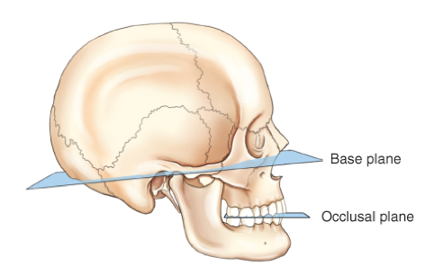 <p>Bottom part of nose to back of skull</p>
