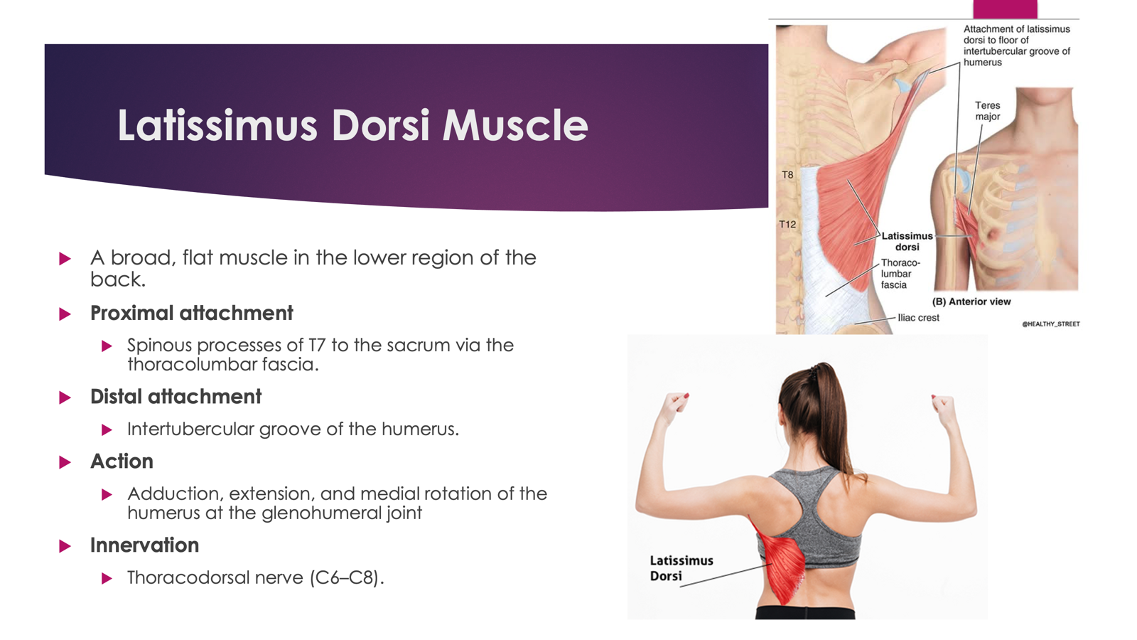 <p>Innervation: <strong>Thoracodorsal Nerve (C6-C8)</strong></p><p></p><p>Action: <strong>Extends, adducts, and medially rotates humerus. </strong></p>