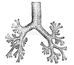 <p>ống phế quản</p>