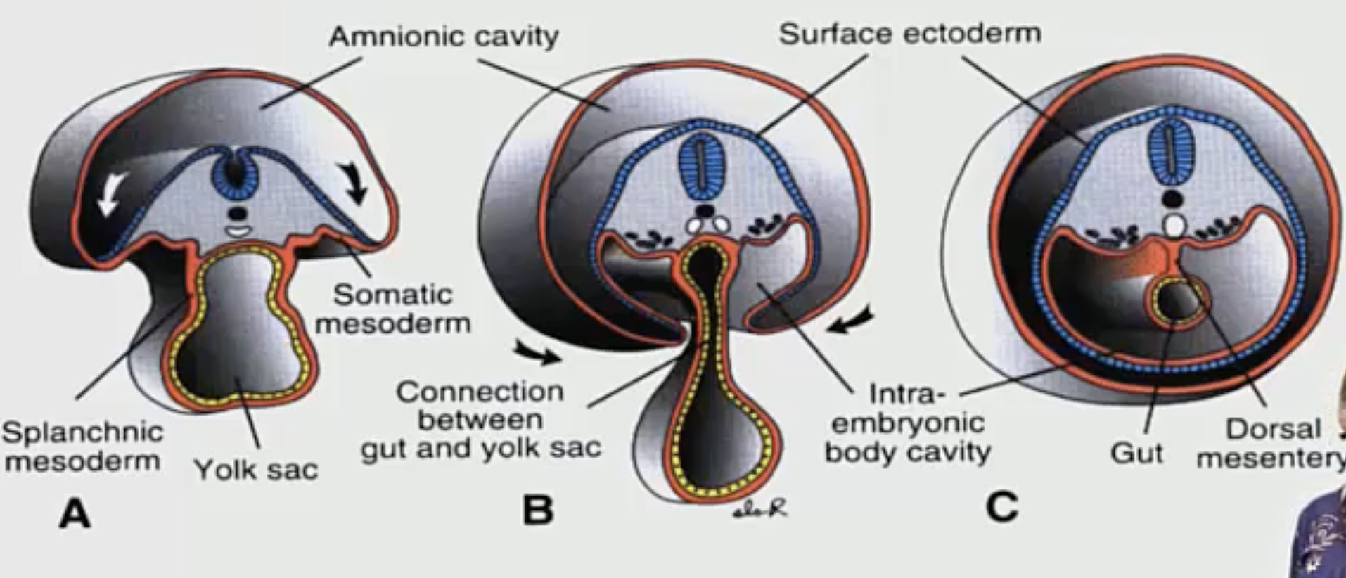 <p>Explain how lateral folding incorporates the gut tube into the body.</p>