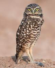 <p>Species, family, order?</p>