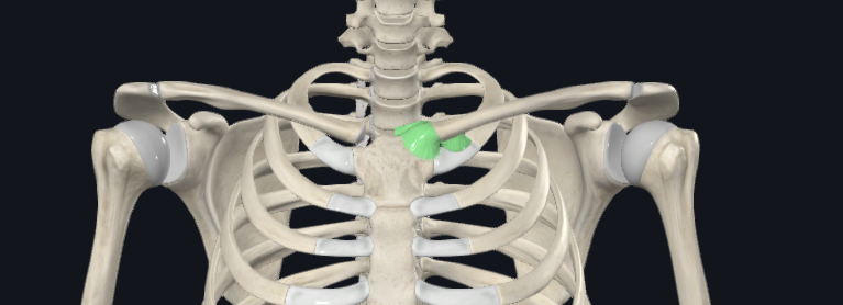 <p>bilateral</p>