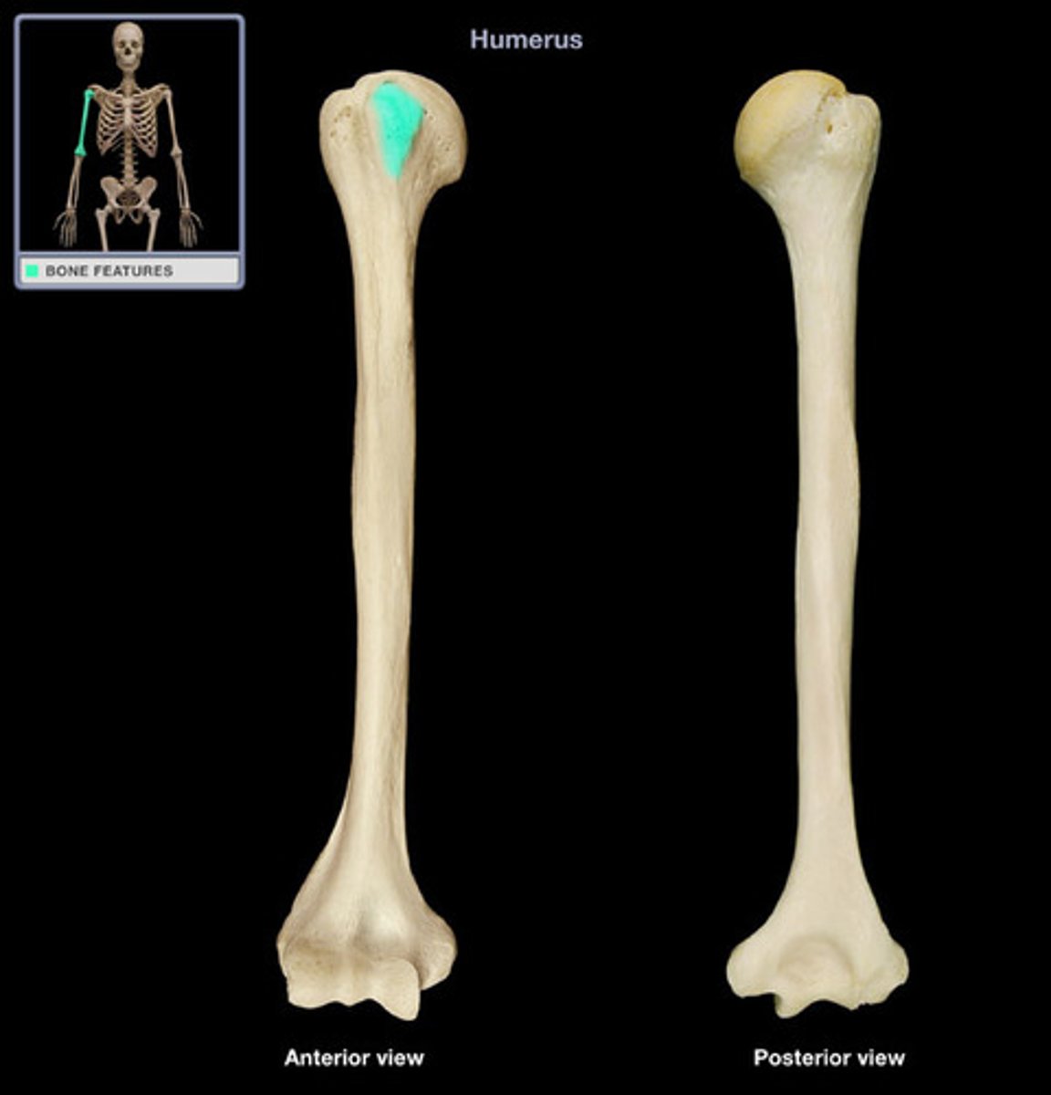 <p>more prominent than the greater tubercle: it is situated in front, and is directed medially and anteriorly.</p>