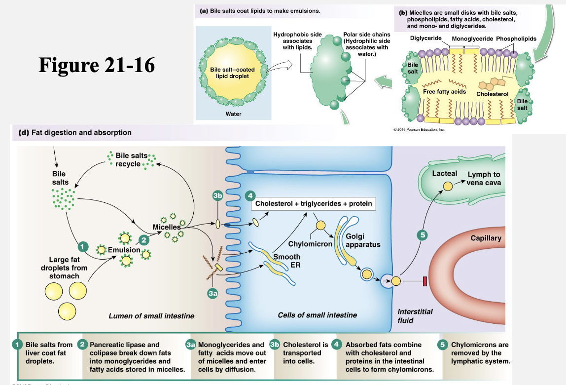 <p>Proteins</p><ul><li><p><strong>Proteases</strong>: Trypsin, Chymotrypsin, and peptidases</p></li><li><p>Amino acids, di and tri-peptides</p></li><li><p>Transporters absorb larger 3 aa peptides whole via transcytosis after binding to membrane receptors on luminal surface of intestine</p></li><li><p>Link to newborns and food allergies + immunity bc peptides may act as Ag. If parents delay feeding their infant allergy-inducing peptides, gut has chance to mature, reducing chance of allergy.</p></li></ul><p><strong>Fats/Lipids → 2nd image</strong></p><ul><li><p><strong>Bile</strong>: amphipathic → hydrophobic portion interacts with the surface of lipids and polar side chains interact with water to create water-soluble droplets</p></li><li><p><strong>Lipase</strong>: breaks down triglycerides into a monoglyceride and 2 fatty acid chains</p></li><li><p><strong>Colipase</strong>: lipase can’t penetrate bile salt. Colipase is secreted by the pancreas and acts as a cofactor that displaces bile salts, allowing lipase access to fats inside the bile salt coating. </p></li><li><p>Free fatty acids and monoglycerides → absorbed via simple diffusion</p></li><li><p>Multiple stages for digestion</p></li><li><p>Absorbed by diffusion</p></li></ul><p></p>