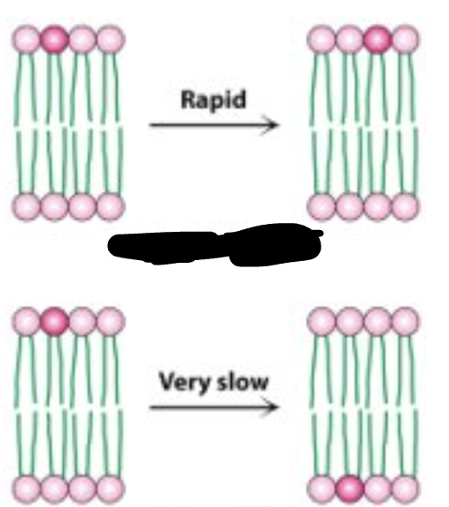 <p>Label the following as either lateral or transverse diffusion:</p>