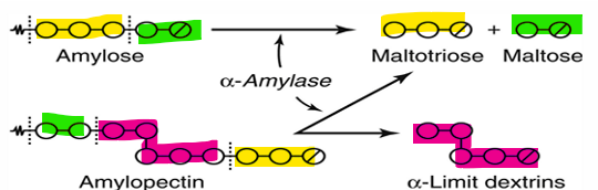 <p>maltotriose and maltose molecules</p>