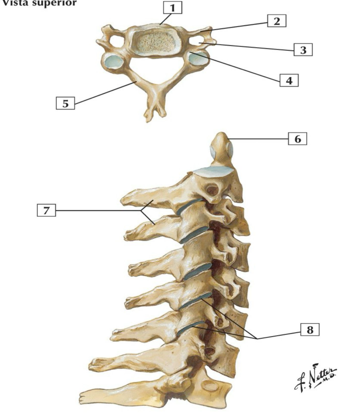 <p>5,6,7,8</p>