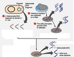 <p>(DNA with known sequence)</p><p>added to a mixture of target DNA sequences, when it binds to target DNA sequences, it may provide evidence of the presence of a gene of interest</p>