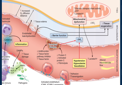 <ul><li><p><span>sepsis causes dangerously low blood pressure and cellular abnormalities</span></p></li><li><p><span>Hypotension results in hypoperfusion of tissues and build-up of wastes.</span></p></li><li><p><span>Cells are starved of oxygen/ glucose and resort to anaerobic respiration, generating lactate. Results in lactic (metabolic) acidosis.</span></p></li><li><p><span>Cell function is affected and intracellular salts accumulate. Fluid shifts from intravascular to interstitial and then intercellular space</span></p></li><li><p><span> Damaged cells leak enzymes which injuries other neighbouring cells.</span></p></li></ul><p><span>•Viscous cycle of cell dysfunction leads to multi-organ failure. </span></p><p style="text-align: left;"></p><p><span>•Diagnosed when: serum lactate >2mmol/L and vasopressors are required to maintain mean arterial pressure (MAP) ≥65mmHg.</span></p><p></p>