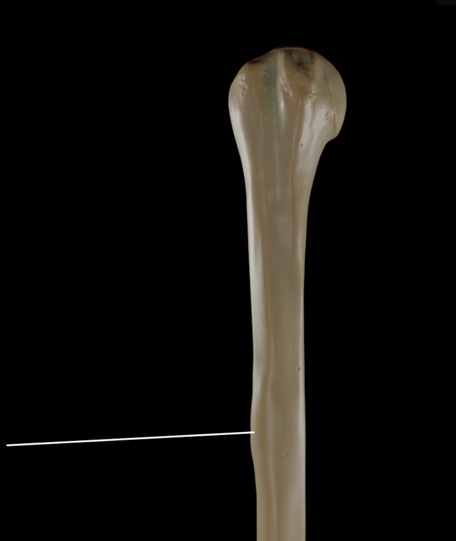 <p>bump on shaft; middle </p>