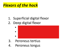 <p>Q: Under the Deep digital flexor, the listed muscles are the Caudal tibial m., Medial digital flexor m., and …… </p><p>A. Lateral digital flexor m. </p><p>B. Cranial tibial m. </p><p>C. Superficial digital flexor m. </p><p>D. Peroneus longus m.</p>