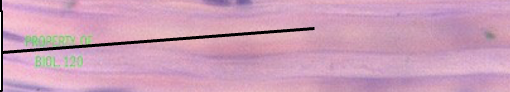 <p>appear as pink thick lines under the microscope. Acts as structural glue and holds skin, bones, muscles, tendons, ligaments etc together </p>