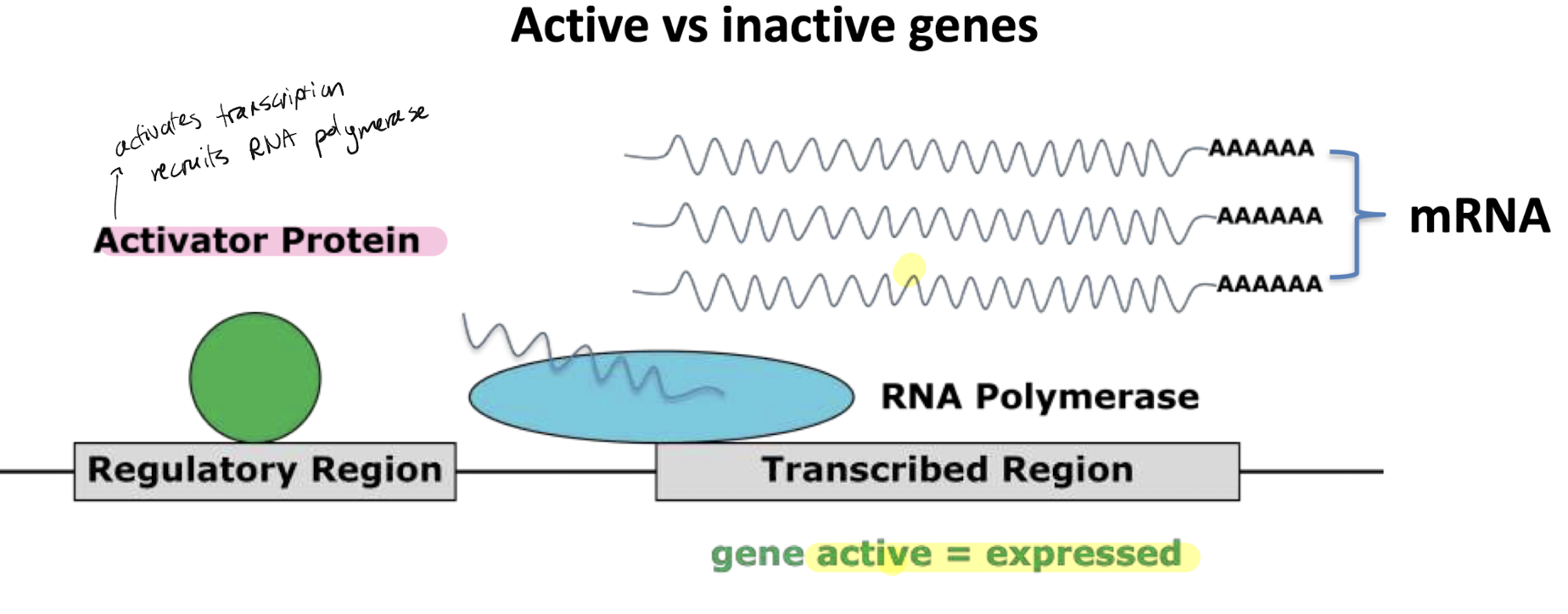 <p>A protein found at the starting regulatory sequence of a gene that will recruit RNA polymerase to activate transcription</p>