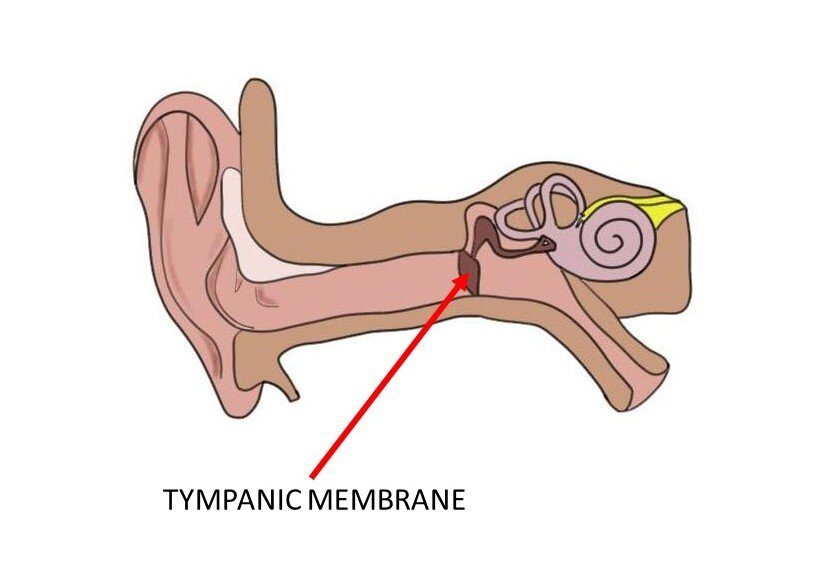 <p>Eardrum, sound waves cause it to vibrate.</p>