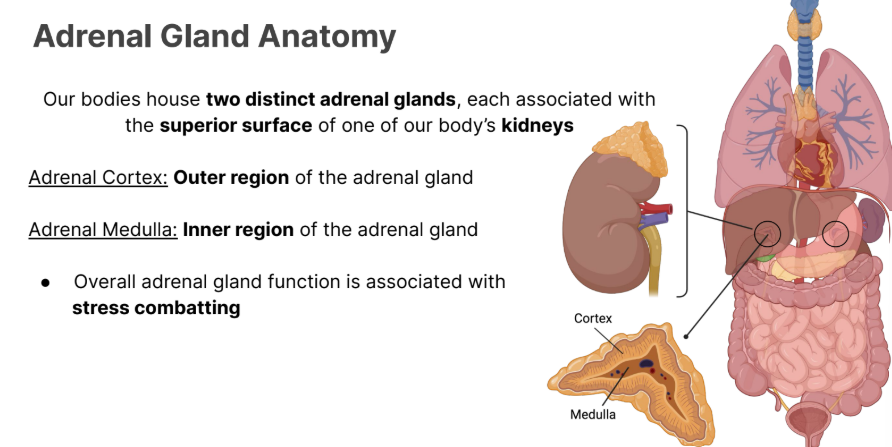 <p>Adrenal Cortex: <strong>Outer </strong>region of the adrenal gland</p><p></p>