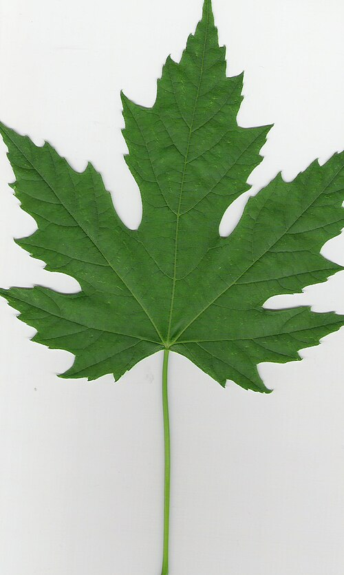 <ul><li><p>acer saccharinum </p></li><li><p>deepest lobed </p></li><li><p>underside is silver</p></li><li><p>shaggy bark</p></li><li><p>not sharp</p></li></ul><p></p>