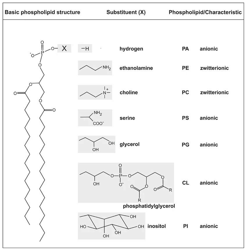 <p>glycerol backbone</p><p>2 FA in ester link</p><p>alcohol head group</p>