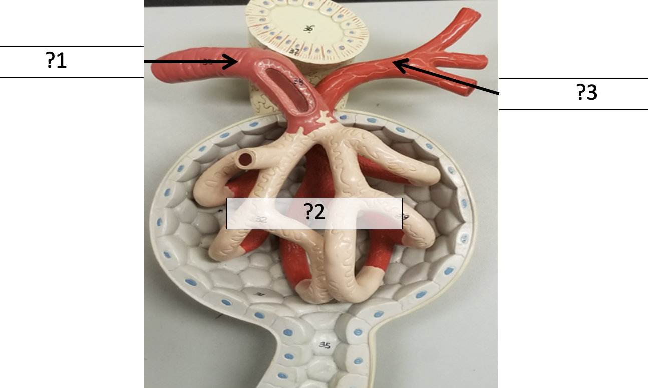 <p>2 Name the entire structure?</p>