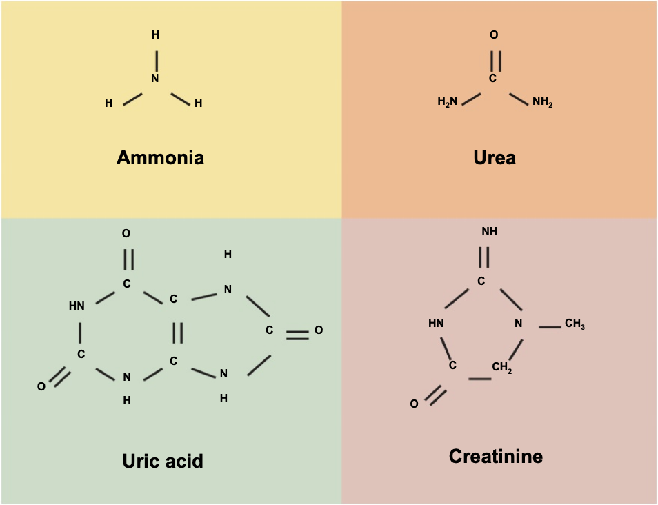 <p>excretion of wastes</p>