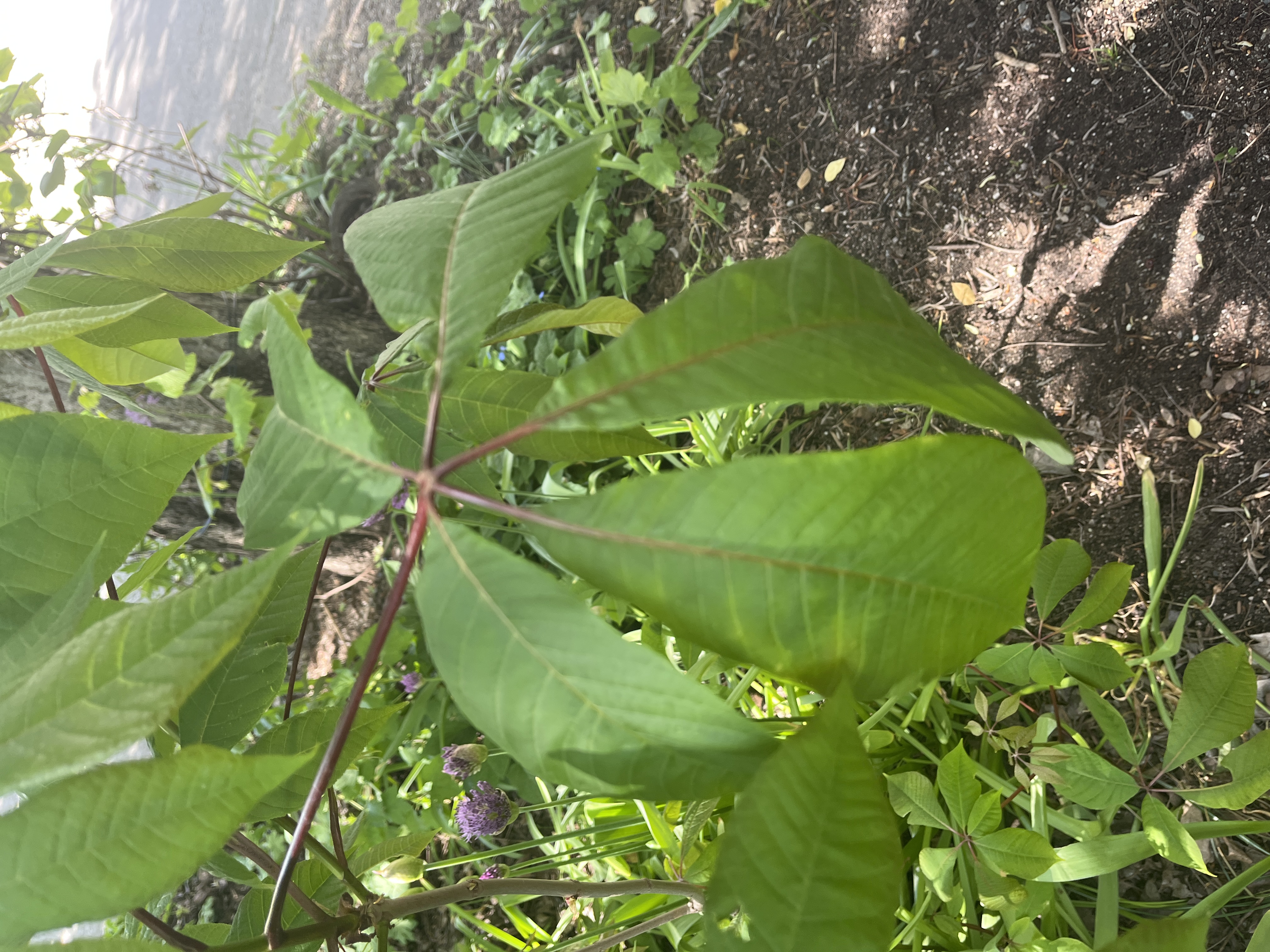 <p>småblommig hästkastanj</p>