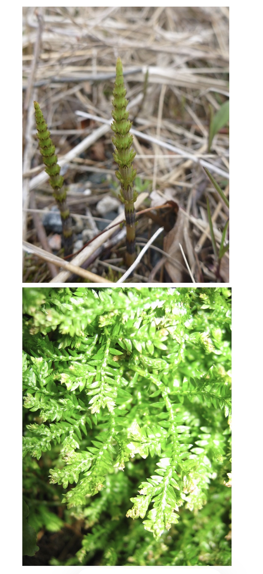 <p>Would you find a reproductive strobilus in these plants?</p>