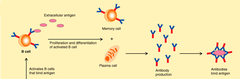 <p>The cells and tissues that recognize and attack foreign substances in the body</p>