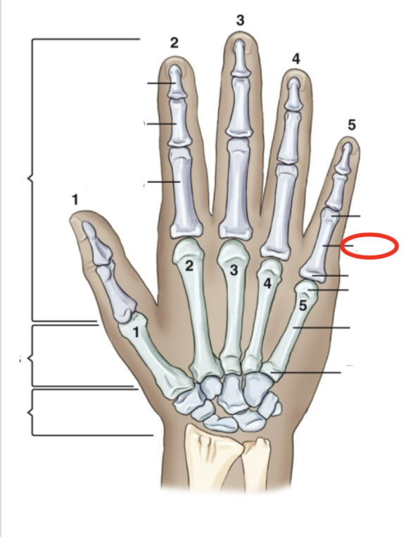<p>what PART of the bone is this</p>