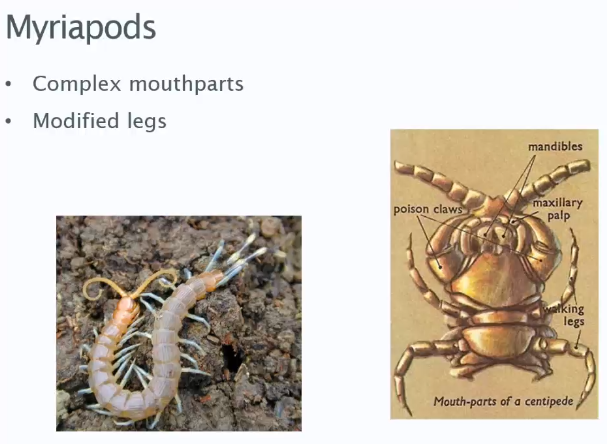 <p>They have Complex mouth parts and modified legs. </p>