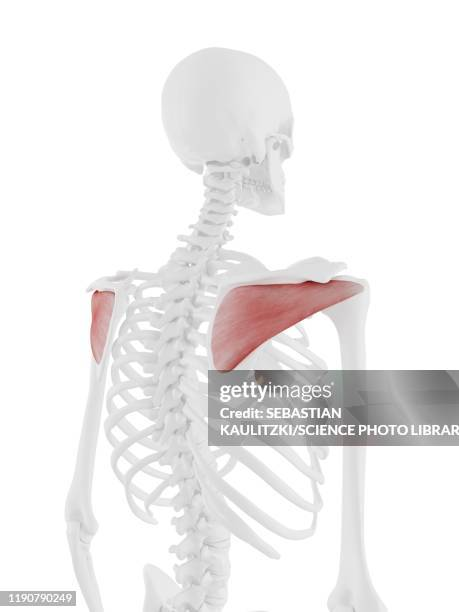 <p>Name the muscle!</p>