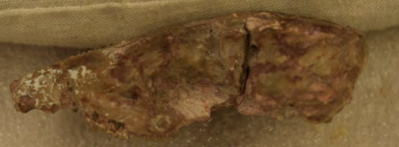 <p>small sharp teeth</p>