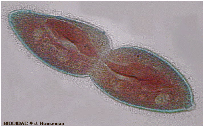 <p><strong>equal division </strong>of the <strong>cytoplasm </strong>and <strong>nucleus </strong>of an organism resulting in <strong>two </strong>new organisms</p><p>e.g. ameba, paramecium, euglena</p>