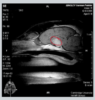 <ul><li><p>CT</p></li><li><p>MRI</p></li><li><p>expensive!!!</p></li></ul><p></p>