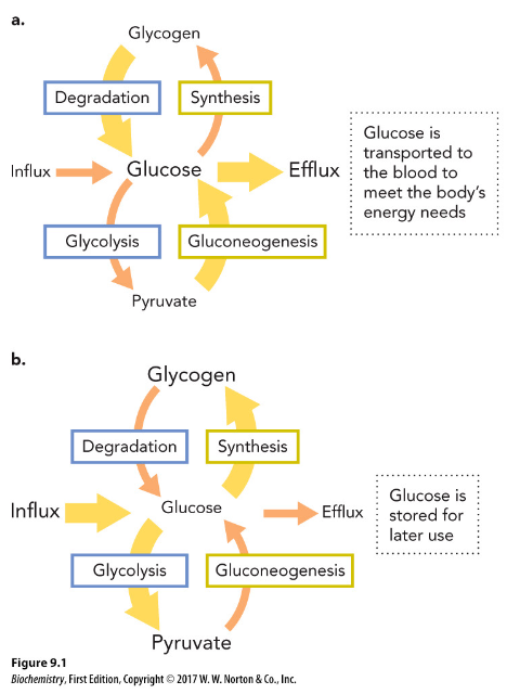 <p>controlled by the concentration of glucose and the body’s energy requirement</p>