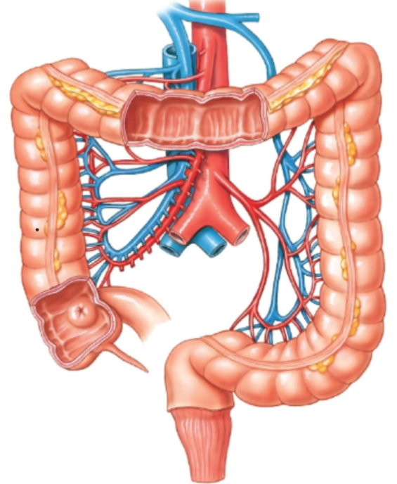 knowt flashcard image