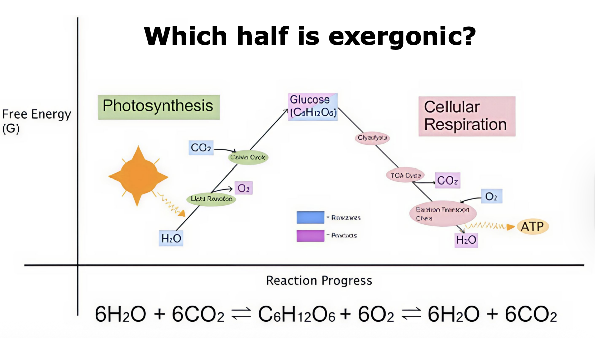 <p>Exergonic reactions</p>