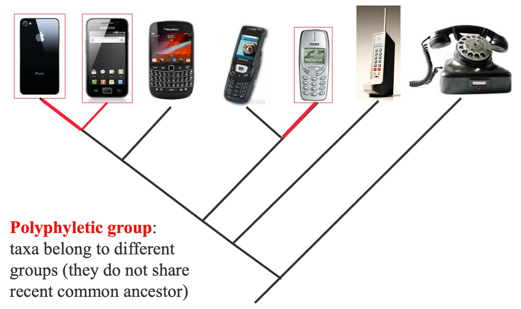 <ul><li><p>Taxa belong to different groups (do not share common ancestor) </p></li></ul><p></p>