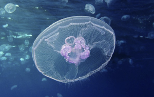 <p>phylum, class</p>