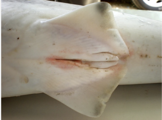 <ul><li><p class="Paragraph SCXO171736160 BCX4" style="text-align: left;"><span style="background-color: inherit; line-height: 19.55px; color: windowtext;">Bony fish use spray and pray approach to external fertilisation</span><span style="line-height: 19.55px; color: windowtext;">&nbsp;</span></p><ul><li><p class="Paragraph SCXO171736160 BCX4" style="text-align: left;"><span style="background-color: inherit; line-height: 19.55px; color: windowtext;">This is messy and risky</span><span style="line-height: 19.55px; color: windowtext;">&nbsp;</span></p></li><li><p class="Paragraph SCXO171736160 BCX4" style="text-align: left;"><span style="background-color: inherit; line-height: 19.55px; color: windowtext;">Many eggs are not fertilised</span><span style="line-height: 19.55px; color: windowtext;">&nbsp;</span></p></li></ul></li><li><p class="Paragraph SCXO171736160 BCX4" style="text-align: left;"><span style="background-color: inherit; line-height: 19.55px; color: windowtext;">Sharks have claspers</span><span style="line-height: 19.55px; color: windowtext;">&nbsp;</span></p><ul><li><p class="Paragraph SCXO171736160 BCX4" style="text-align: left;"><span style="background-color: inherit; line-height: 19.55px; color: windowtext;">Extensions of pelvic fins</span><span style="line-height: 19.55px; color: windowtext;">&nbsp;</span></p></li><li><p class="Paragraph SCXO171736160 BCX4" style="text-align: left;"><span style="background-color: inherit; line-height: 19.55px; color: windowtext;">Used to transfer sperm into the female</span><span style="line-height: 19.55px; color: windowtext;">&nbsp;</span></p><ul><li><p class="Paragraph SCXO171736160 BCX4" style="text-align: left;"><span style="background-color: inherit; line-height: 19.55px; color: windowtext;">Inserted into the female cloaca</span><span style="line-height: 19.55px; color: windowtext;">&nbsp;</span></p></li></ul></li><li><p class="Paragraph SCXO171736160 BCX4" style="text-align: left;"><span style="background-color: inherit; line-height: 19.55px; color: windowtext;">Male sharks fertilise eggs inside a female</span><span style="line-height: 19.55px; color: windowtext;">&nbsp;</span></p></li><li><p class="Paragraph SCXO171736160 BCX4" style="text-align: left;"><span style="background-color: inherit; line-height: 19.55px; color: windowtext;">High chance of successful fertilisation</span><span style="line-height: 19.55px; color: windowtext;">&nbsp;</span></p></li><li><p class="Paragraph SCXO171736160 BCX4" style="text-align: left;"><span style="background-color: inherit; line-height: 19.55px; color: windowtext;">Convergent on intromittent organ (specialised reproductive structure used to transfer sperm directly into the female reproductive tract) of amniotes</span><span style="line-height: 19.55px; color: windowtext;">&nbsp;</span></p></li></ul></li></ul><p></p>