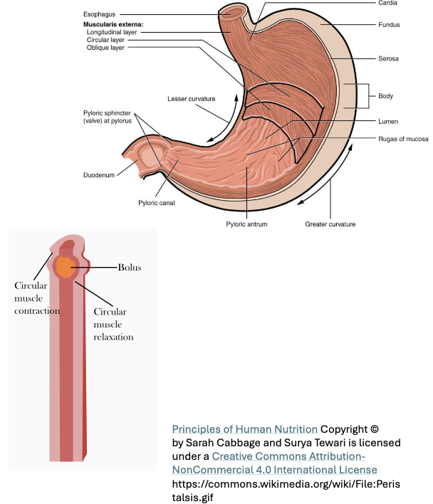 <ul><li><p>In the stomach there are three smooth muscle layers: oblique (inner), circular (middle), and longitudinal (outer0</p></li><li><p>The additional oblique layer allows more powerful multidirectional contractions which are important for thorough mixing of food with gastric juice to produce chyme</p></li></ul><p></p>