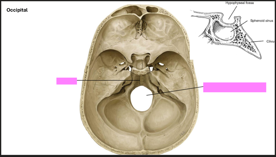 <p>Label the Occipital Bone</p>