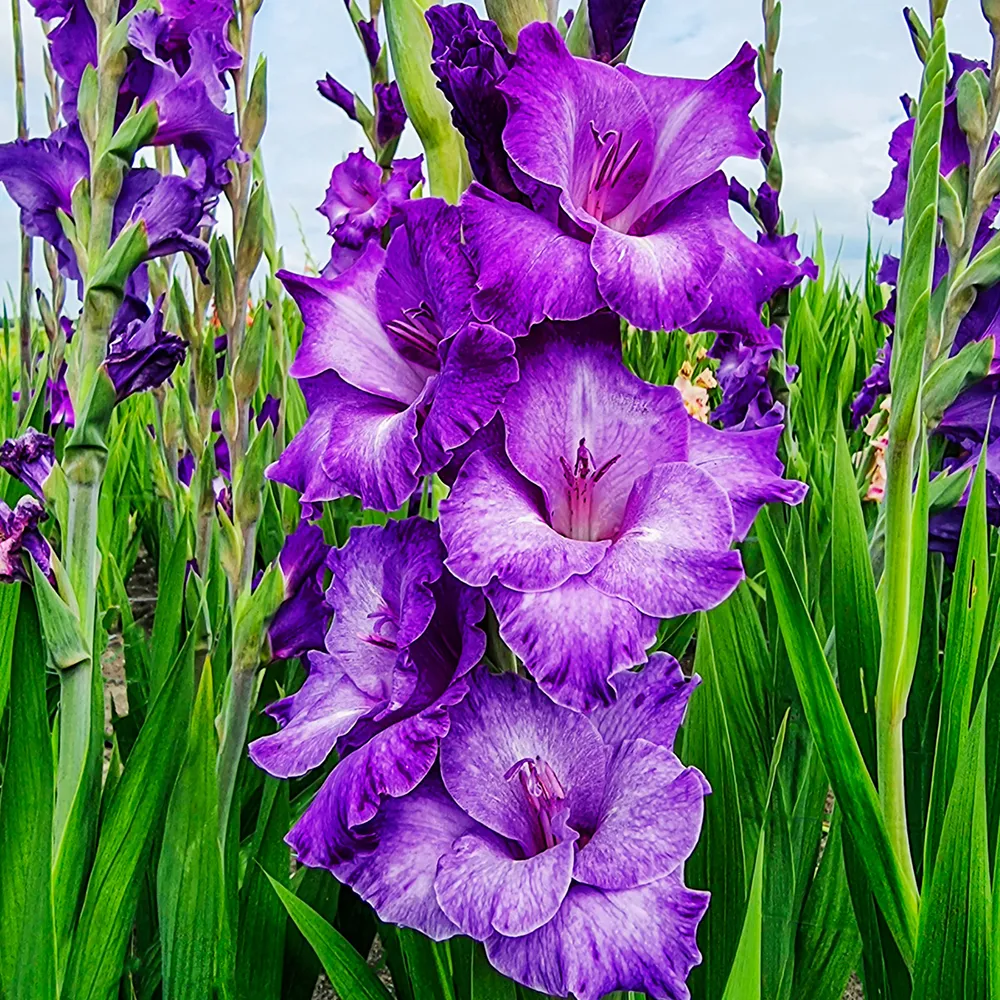 <p>Gladiolus</p>