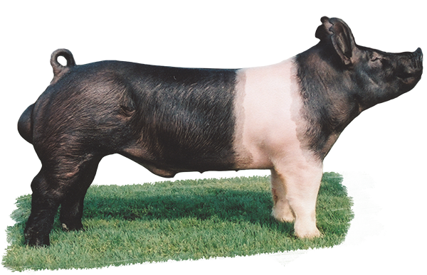 <p>Black with a white belt around quarters </p><p>erect ears</p>