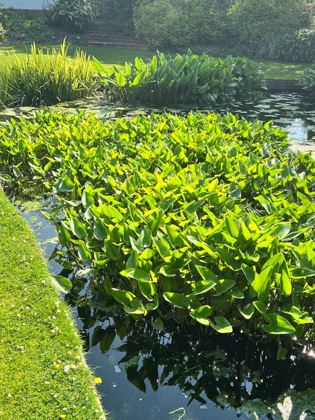 <p><em>Pontederia cordata </em>light preference </p>